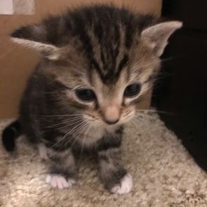 Meet your Posher, Kari